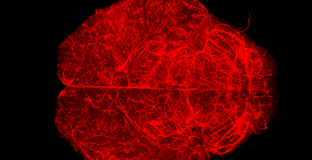 Cientistas estudam o impacto do sexo biológico nas barreiras cerebrais e no neurodesenvolvimento de recém-nascidos
